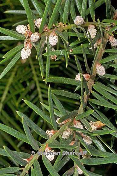 torreya californica 4 graphic